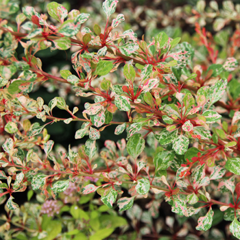 Berberis thunbergii Natasza