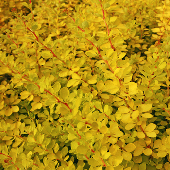 Berberis sunny