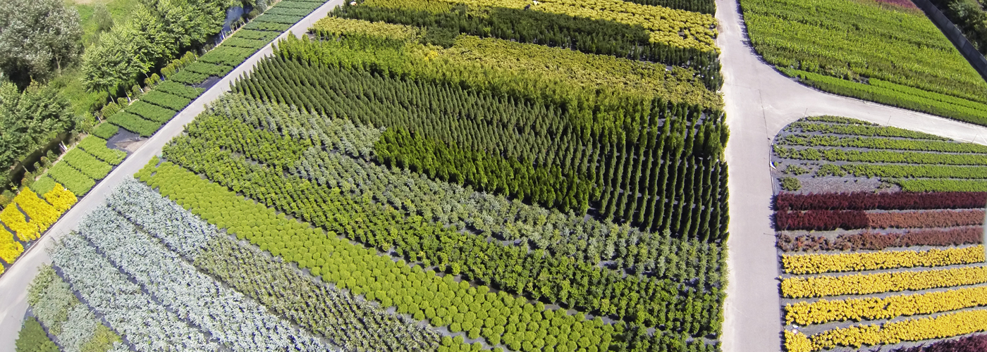 Plants from Poland